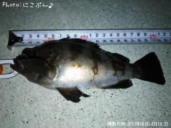 メバル