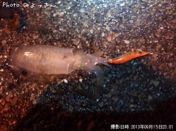 アオリイカ