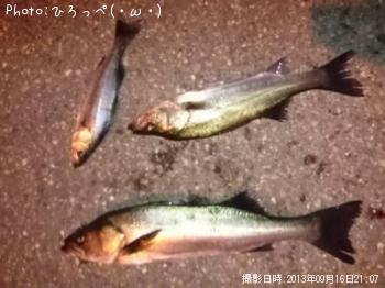シーバス