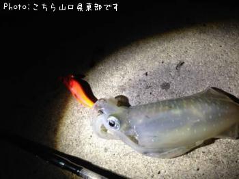アオリイカ