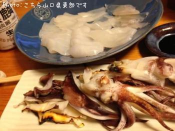 アオリイカ