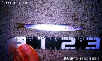 カマス