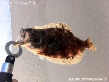 ヒラメ