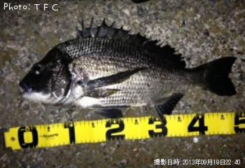 クロダイ
