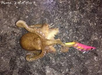 タコ
