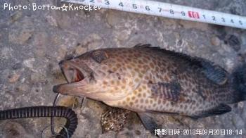 オオモンハタ