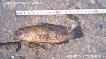 オオモンハタ