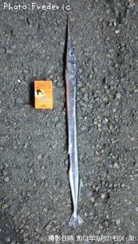 太刀魚