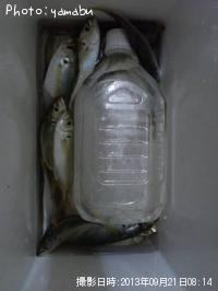 アジ