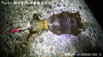 アオリイカ