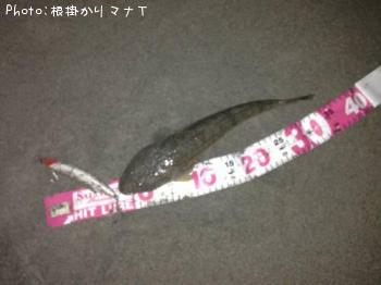 マゴチ