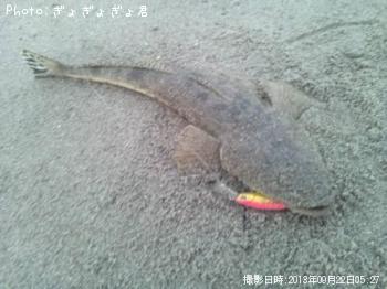 マゴチ