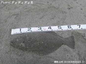 ヒラメ