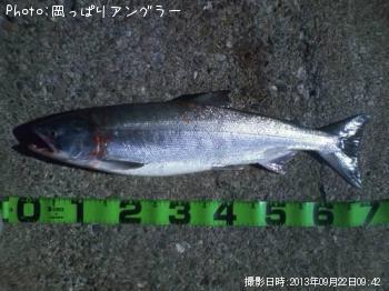 鮭