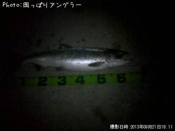 鮭