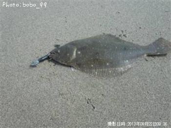 ヒラメ