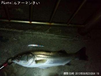 シーバス