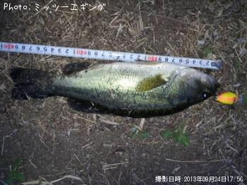 ブラックバス