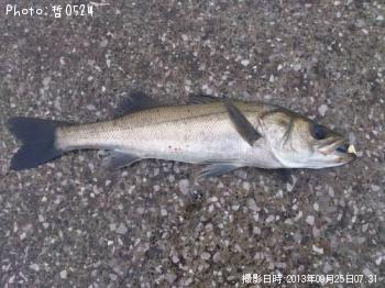 シーバス