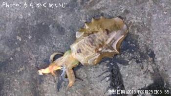 ꥤ