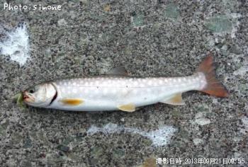 アメマス