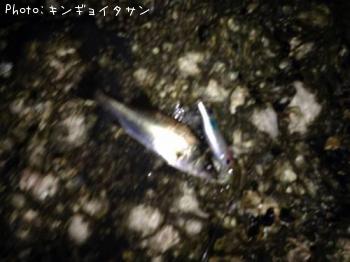 シーバス