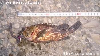 カサゴ