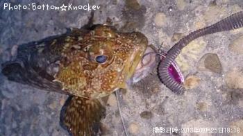 カサゴ