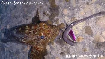 カサゴ