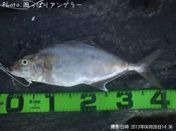 ショゴ