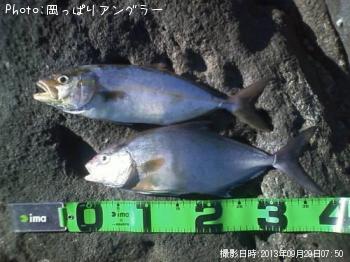 ショゴ