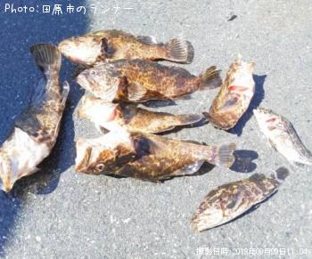 タケノコメバル