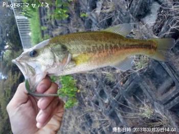 ブラックバス