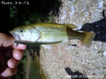 ブラックバス