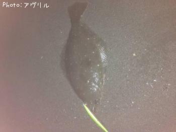 ヒラメ