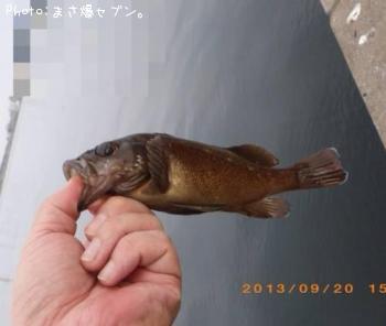 エゾメバル
