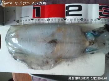 アオリイカ