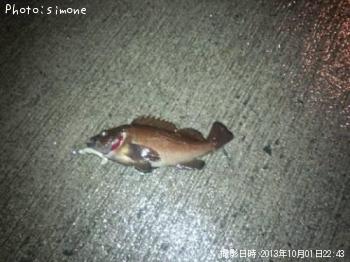 エゾメバル