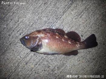 エゾメバル