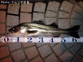シーバス