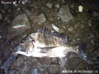 クロダイ