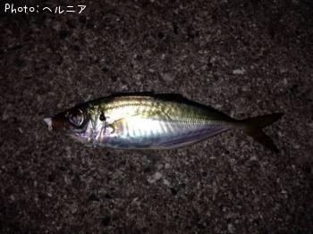アジ