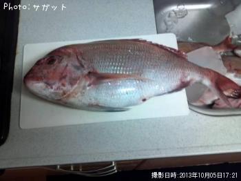 真鯛