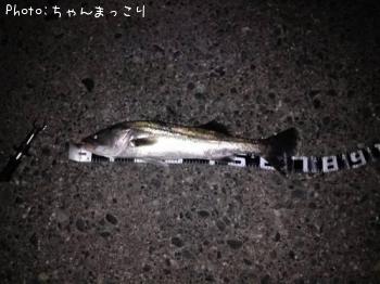 シーバス