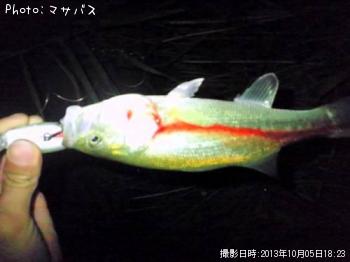 ブラックバス