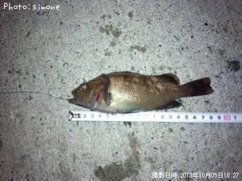 エゾメバル