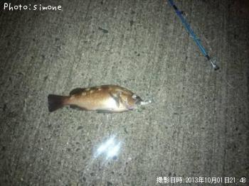 エゾメバル