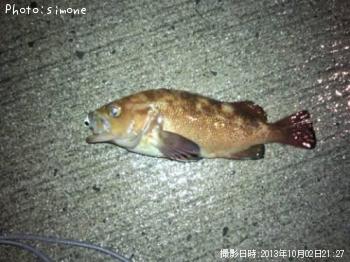 エゾメバル