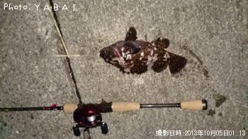 饽