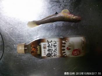 ハゼ